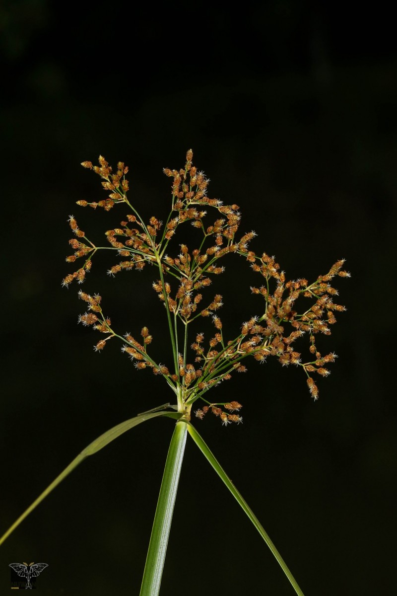 Actinoscirpus grossus (L.f.) Goetgh. & D.A.Simpson